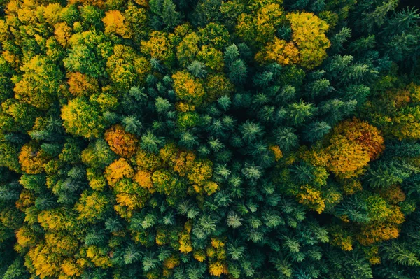 Vista aérea de las copas de los árboles de otoño . —  Fotos de Stock