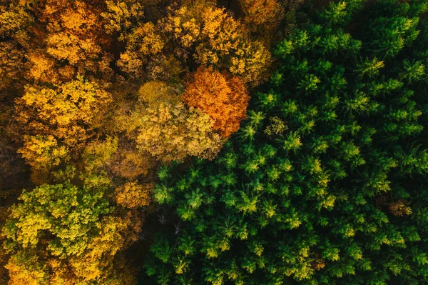 Coloridos árboles de otoño vistos desde un dron . —  Fotos de Stock