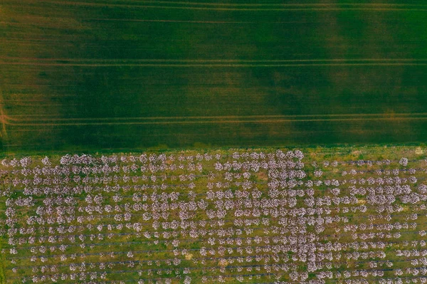 Drone weergave van wisteria velden — Stockfoto