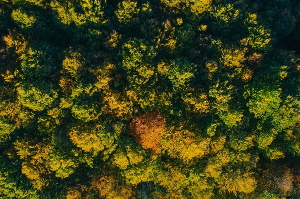 Vista aérea de las copas de los árboles de otoño . —  Fotos de Stock