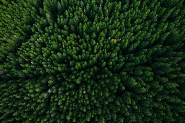 Las z góry — Zdjęcie stockowe