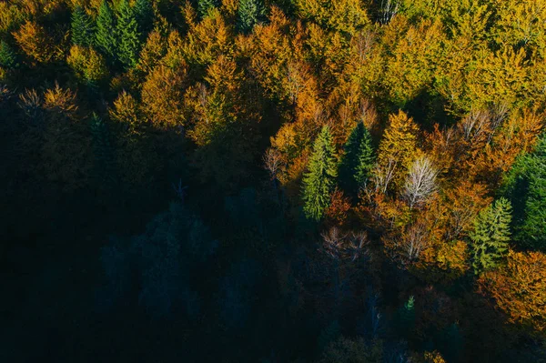 Αεροφωτογραφία των κορυφών των φθινοπωρινών δέντρων. — Φωτογραφία Αρχείου