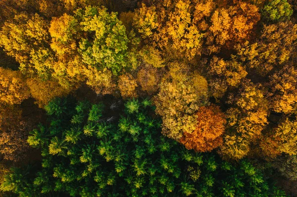 Barevné podzimní stromy viděné z trubce. — Stock fotografie