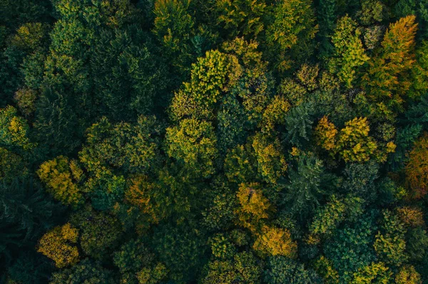 Aerial view of autumn tree tops. — ストック写真