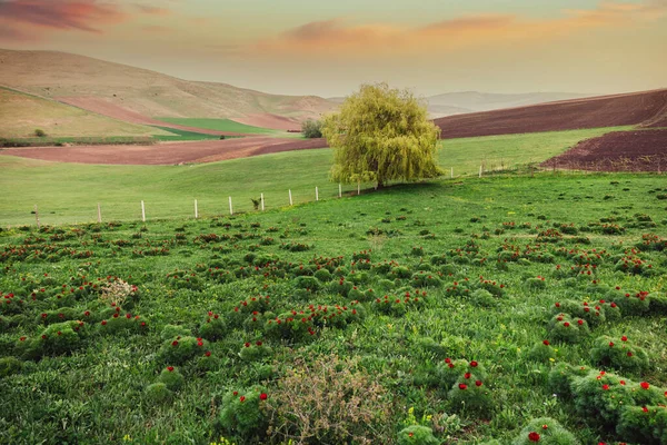 Bela paisagem com peônias de estepe. Lugar único na Europa . — Fotografia de Stock