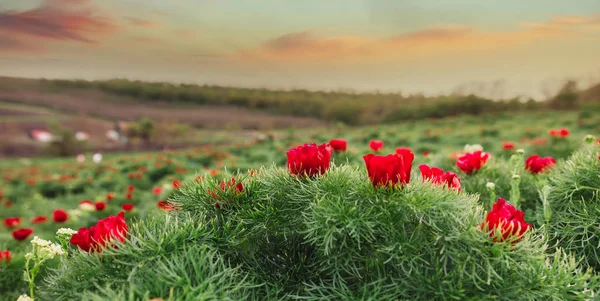 Hermoso paisaje con peonías de estepa. Lugar único en Europa . — Foto de Stock