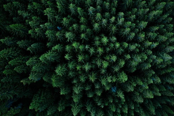 Bosque desde arriba —  Fotos de Stock