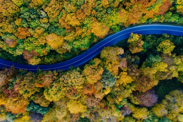 Drone view of a forest and a serpentine road