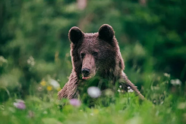 Karpatský medvěd hnědý v divočině — Stock fotografie