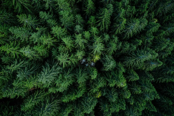 Bos van bovenaf — Stockfoto