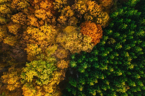 Coloridos árboles de otoño vistos desde un dron . —  Fotos de Stock