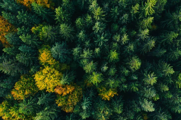 Aerial view of autumn tree tops. — ストック写真