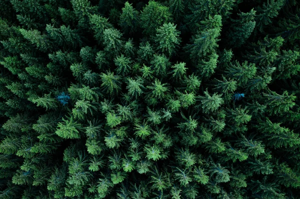 Bosque desde arriba —  Fotos de Stock