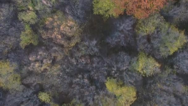 Mover Árvores Pelo Vento Outono Tampos Árvores Vistos Drone — Vídeo de Stock
