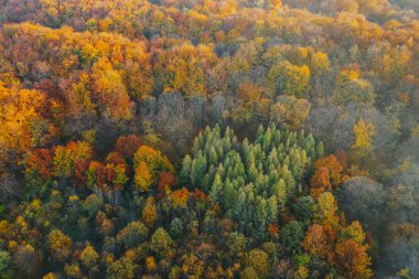 Sonbaharın başında İHA 'dan görülen renkli ağaçlar. 