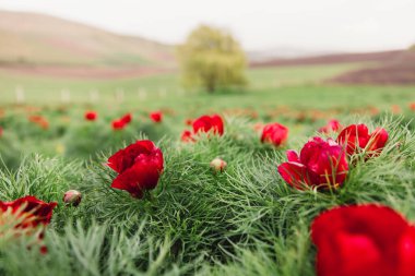 Beautiful landscape with steppe peonies. Unique place in Europe.