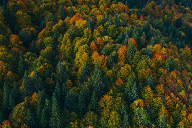 Aerial view of autumn tree tops.