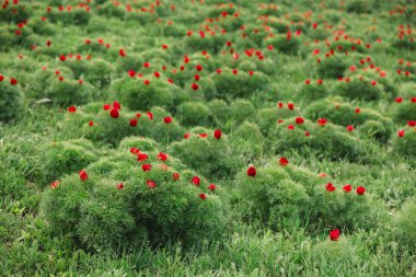 Beautiful landscape with steppe peonies. Unique place in Europe.