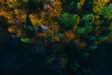 Aerial view of autumn tree tops.