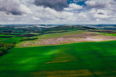 Drone view of wisteria fields