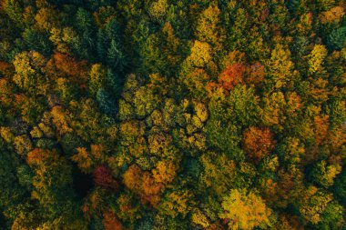 Aerial view of autumn tree tops.