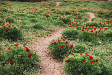 Beautiful landscape with steppe peonies. Unique place in Europe.