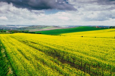 Drone view of rape fields