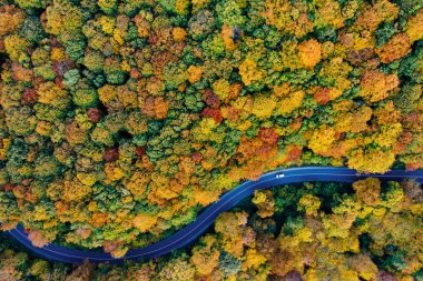 Drone view of a forest and a serpentine road