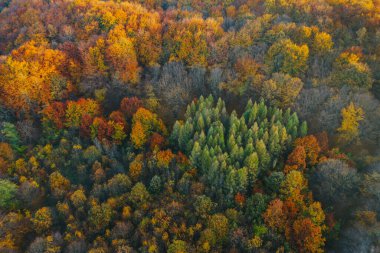 Sonbaharın başında İHA 'dan görülen renkli ağaçlar. 