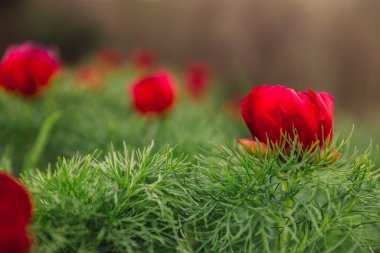 Beautiful landscape with steppe peonies. Unique place in Europe.