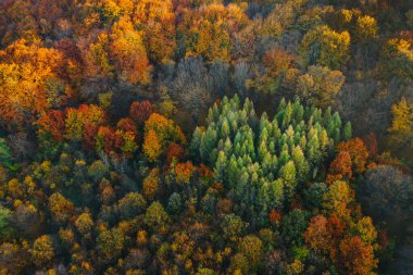 Sonbaharın başında İHA 'dan görülen renkli ağaçlar. 
