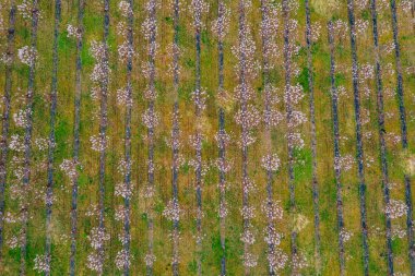 Drone view of wisteria fields