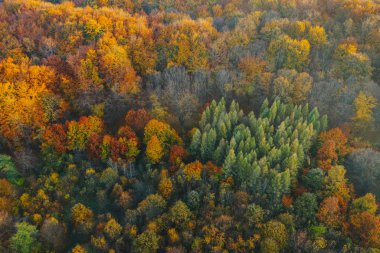 Sonbaharın başında İHA 'dan görülen renkli ağaçlar. 