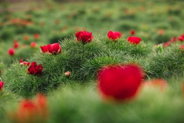 Beautiful landscape with steppe peonies. Unique place in Europe.
