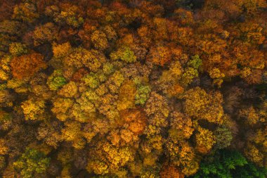 Colorful trees of autumn seen from a drone. 