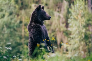 Carpathian brown bear in the wilderness