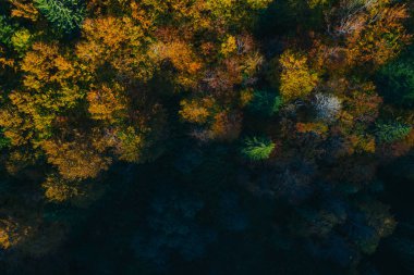 Aerial view of autumn tree tops.
