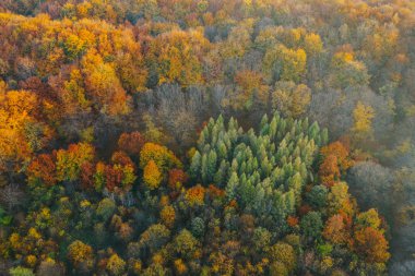 Sonbaharın başında İHA 'dan görülen renkli ağaçlar. 