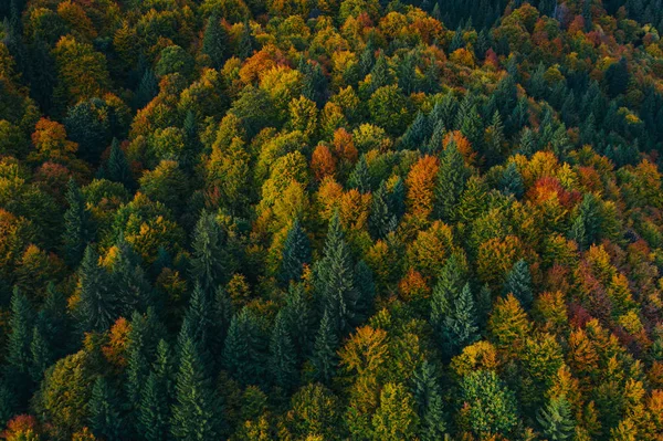 Vista aérea de las copas de los árboles de otoño . —  Fotos de Stock