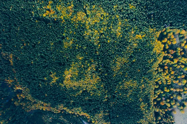 Vista aérea dos topos das árvores de outono . — Fotografia de Stock