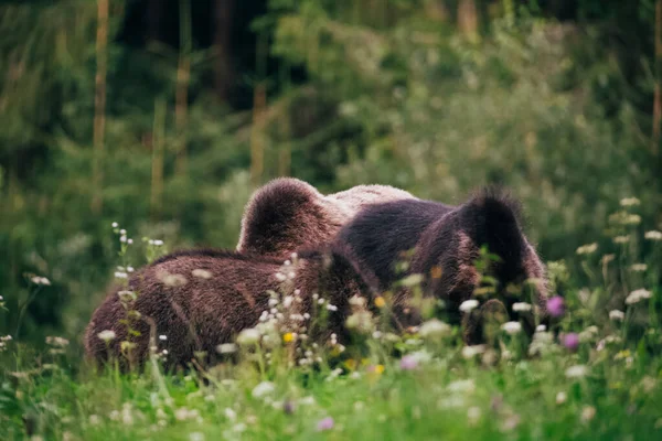 Orso bruno dei Carpazi nel deserto — Foto Stock