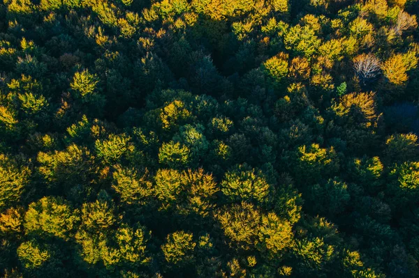 Vista aerea delle cime degli alberi autunnali . — Foto Stock