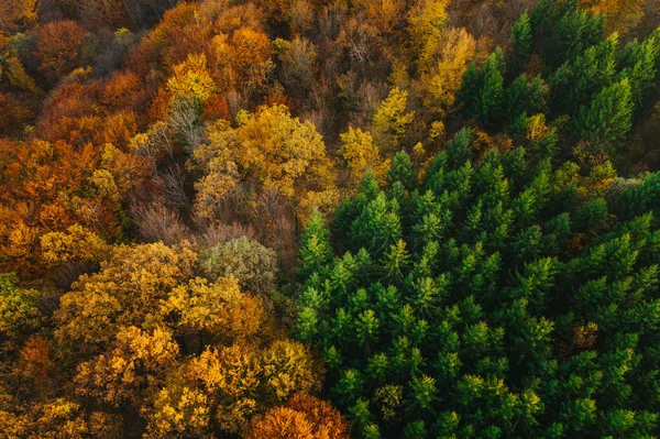 Coloridos árboles de otoño vistos desde un dron . —  Fotos de Stock