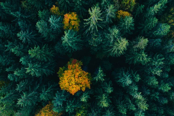Aerial view of autumn tree tops. — Stok fotoğraf