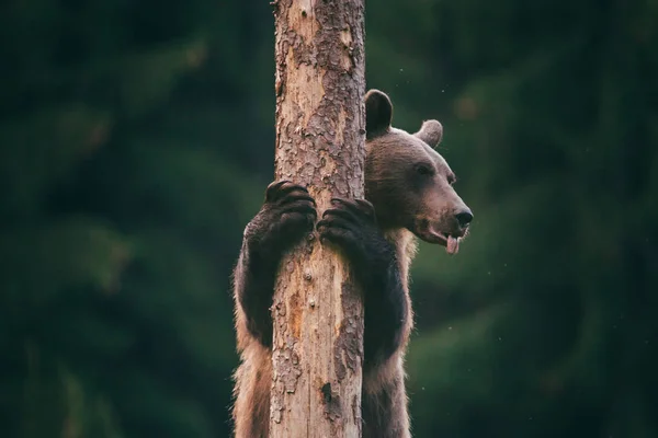 Karpatský medvěd hnědý v divočině — Stock fotografie