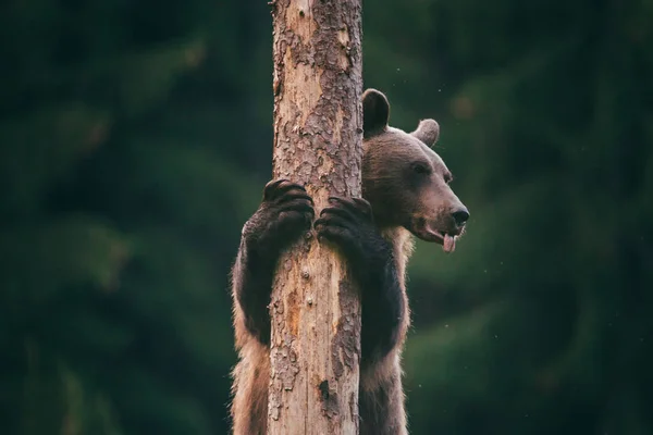 Karpatenbraunbär in der Wildnis — Stockfoto