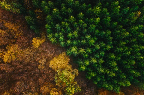 Coloridos árboles de otoño vistos desde un dron . —  Fotos de Stock