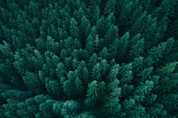 上から森 — ストック写真