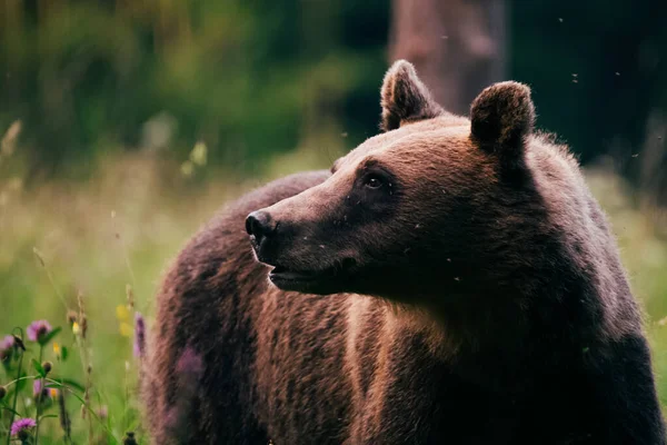 Carpathian brown bear in the wilderness — 图库照片