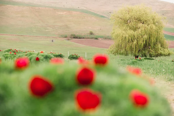 Piękny krajobraz z stepowymi piwoniami. Unikalne miejsce w Europie. — Zdjęcie stockowe